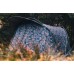 Карповая палатка JRC Rova Peak Bivvy 2-Man