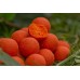 Бойлы STARBAITS PEACH & MANGO 20mm 2.5kg